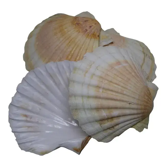 Coquille Saint-Jacques bretonne