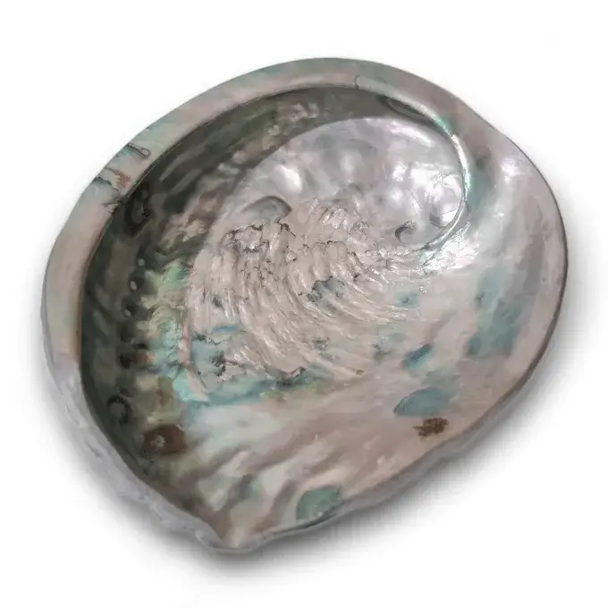 Coquille ormeau du Mexique vue dessus - 15/16cm